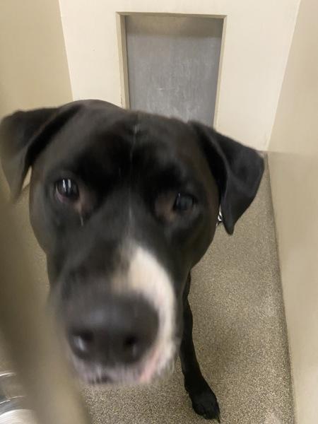 Enlarge Stewart, a Adoptable mixed breed in Vancouver, WA image 2/4