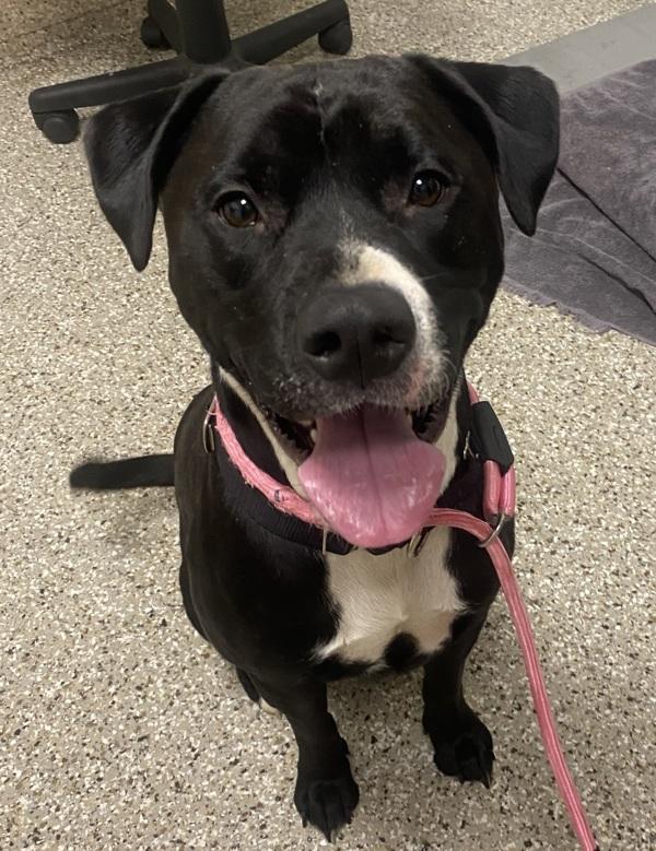 Enlarge Stewart, a Adoptable mixed breed in Vancouver, WA image 4/4