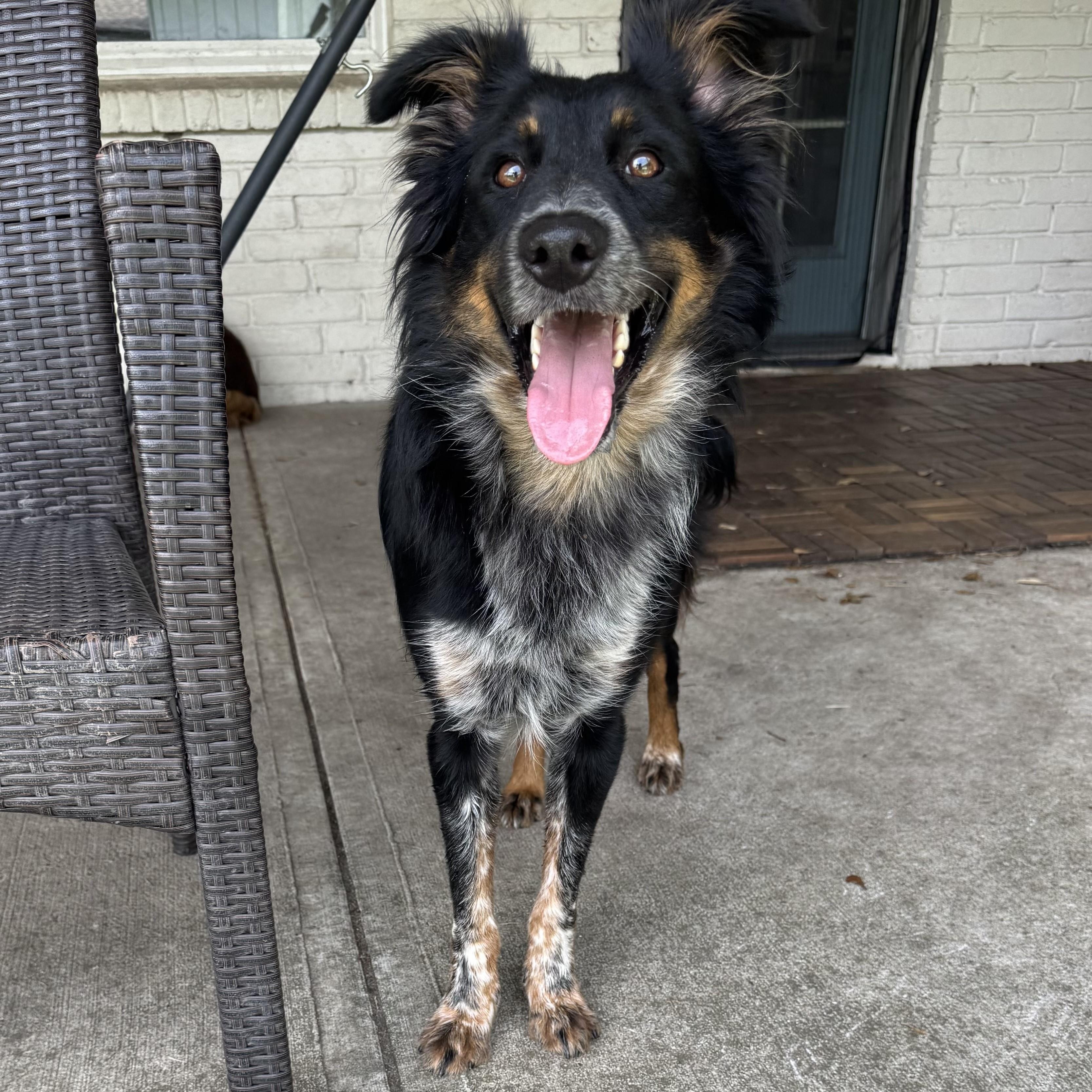 Billy, Adult Male Border Collie