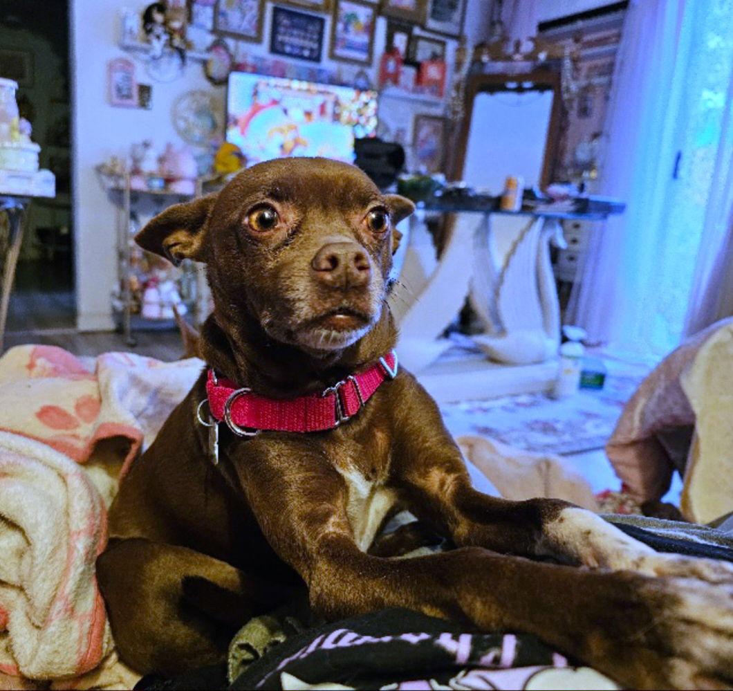 Nixie (WA), Adoptable, Adult Female Rat Terrier.