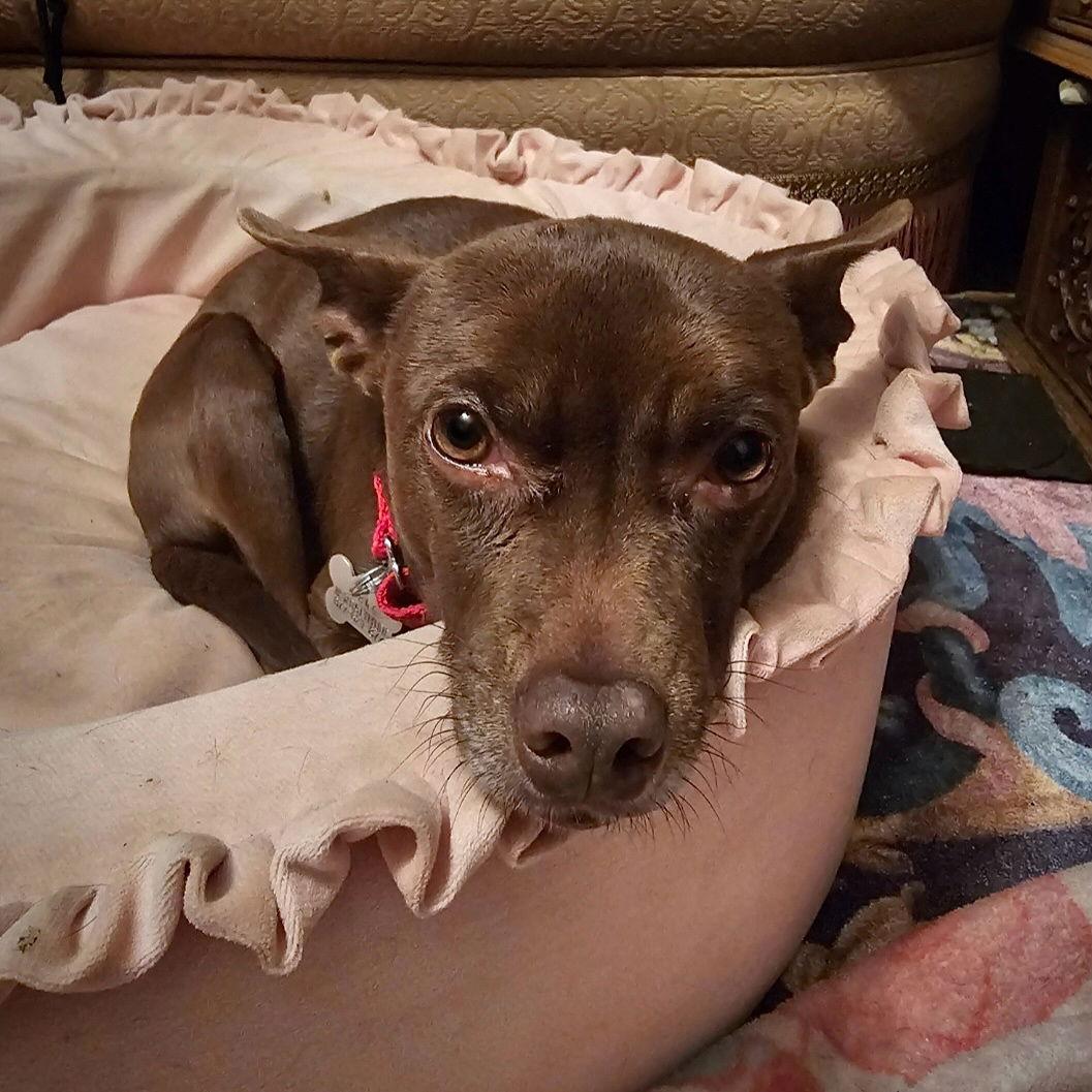 Nixie (WA), a Adoptable Rat Terrier in Atlanta, GA image 2/3