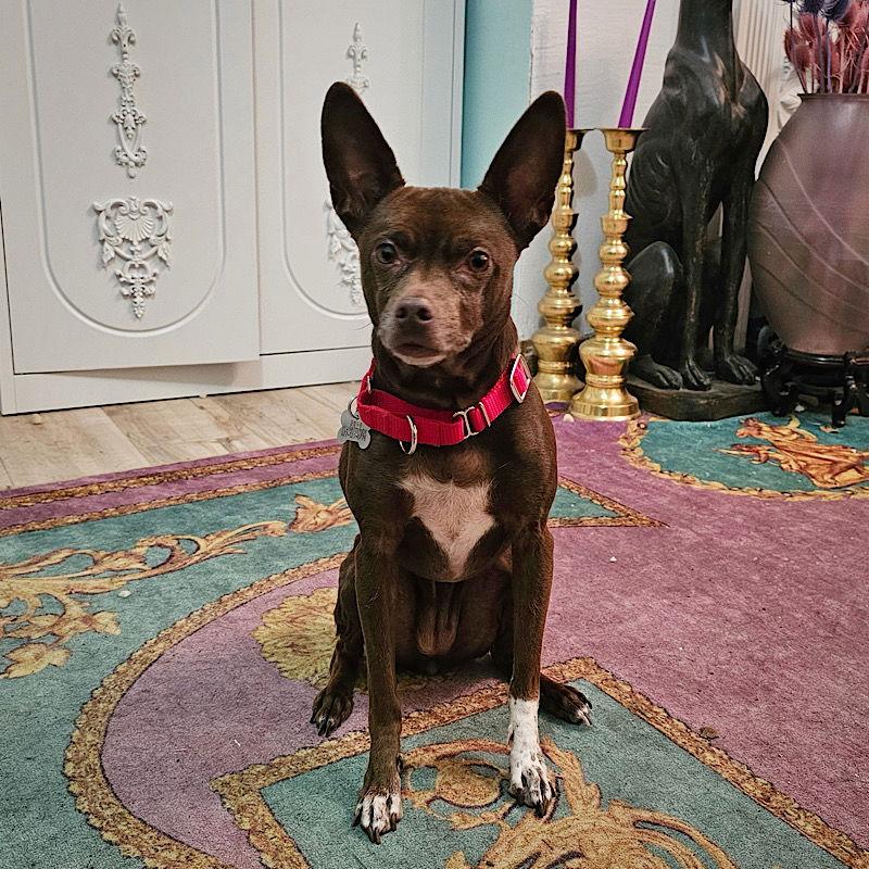 Nixie (WA), a Adoptable Rat Terrier in Atlanta, GA image 3/3