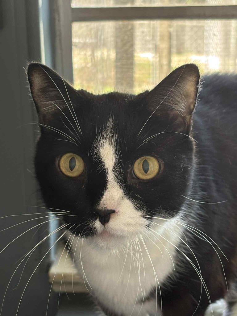 Enlarge Slick, a Adoptable mixed breed in Sebastian, FL image 1/3