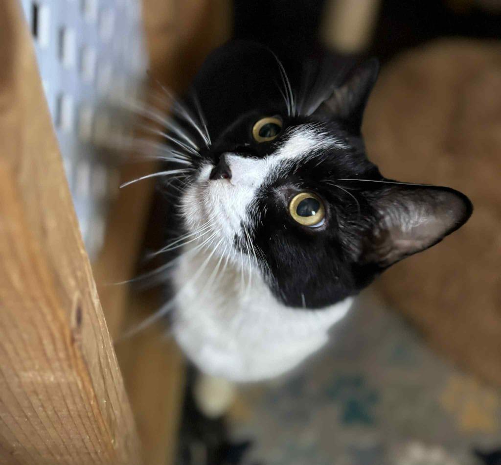 Enlarge Slick, a Adoptable mixed breed in Sebastian, FL image 2/3