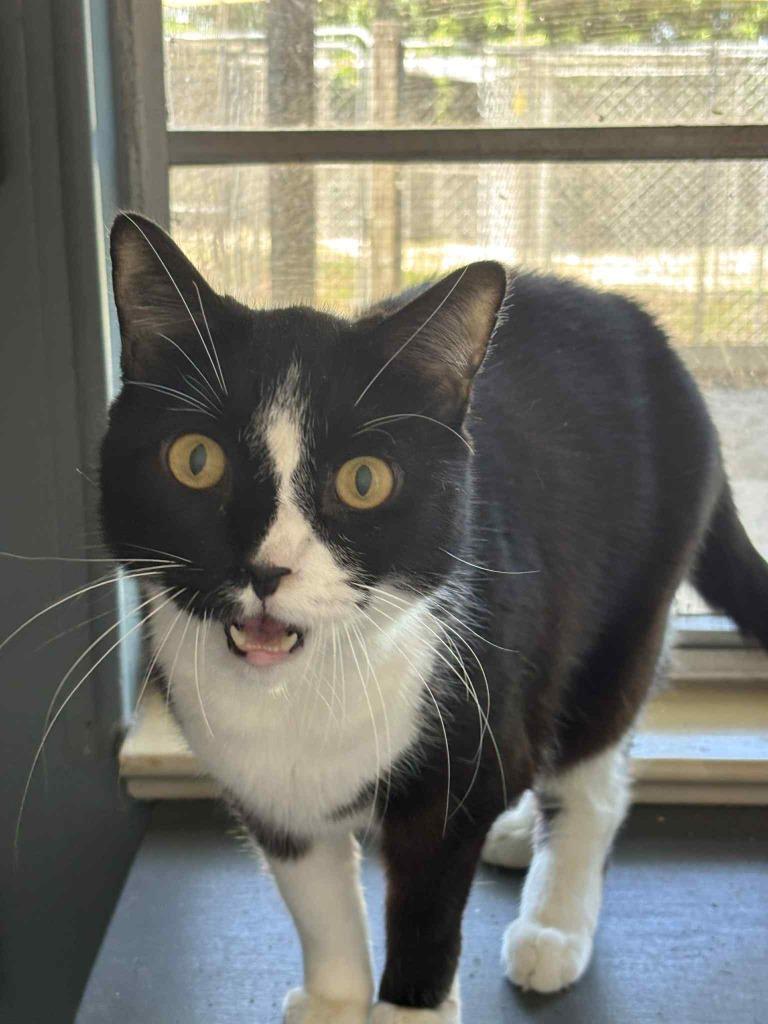 Enlarge Slick, a Adoptable mixed breed in Sebastian, FL image 3/3