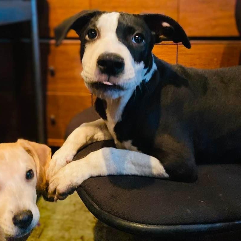 Enlarge Piccadilly, a Adoptable mixed breed in Whitestown, IN image 2/6