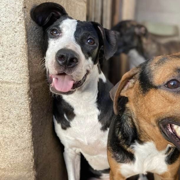 Enlarge Piccadilly, a Adoptable mixed breed in Whitestown, IN image 1/6