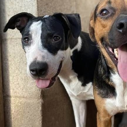 Enlarge Piccadilly, a Adoptable mixed breed in Whitestown, IN image 6/6