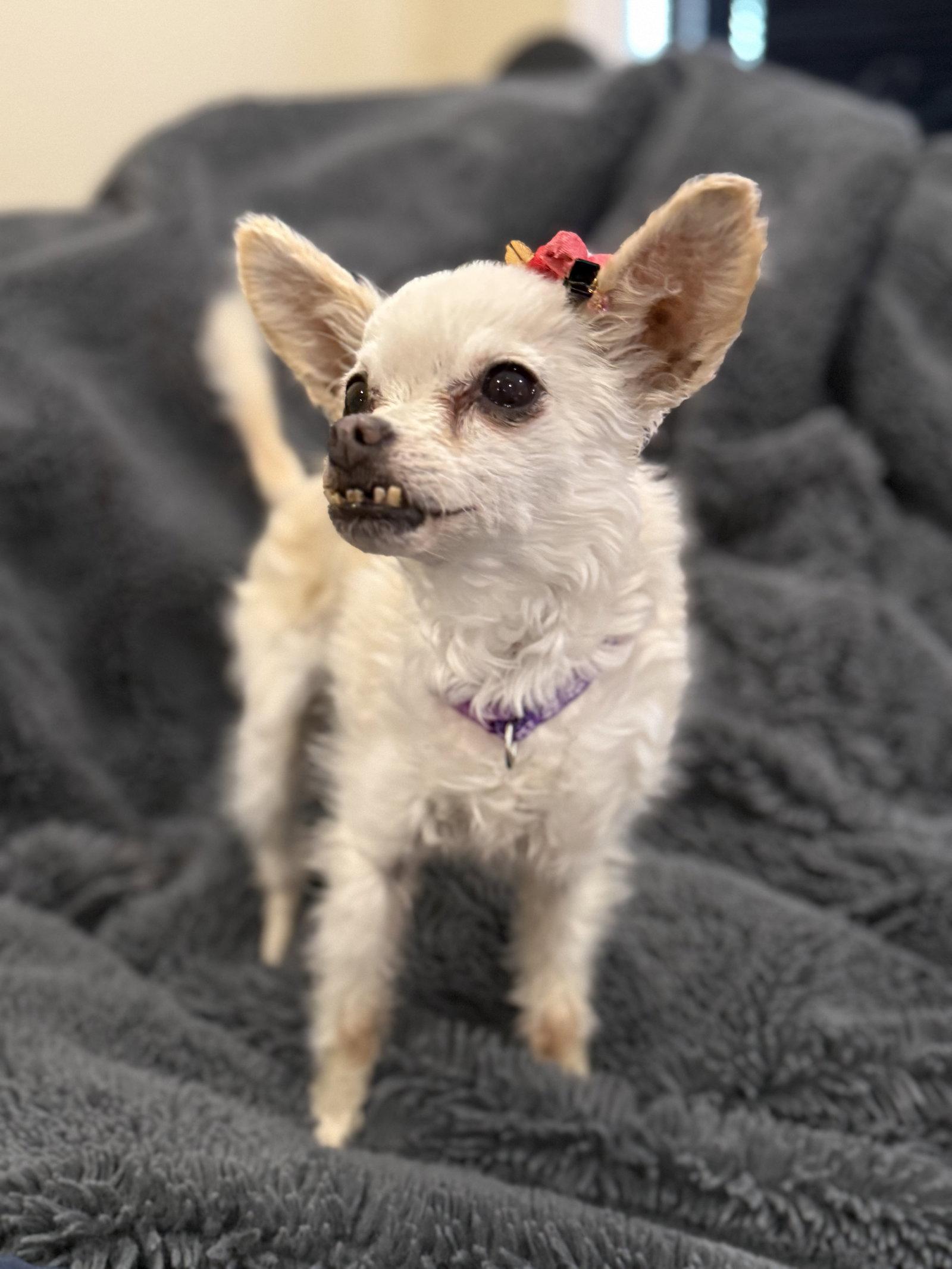 Sophie, Adoptable, Adult Female Chihuahua.