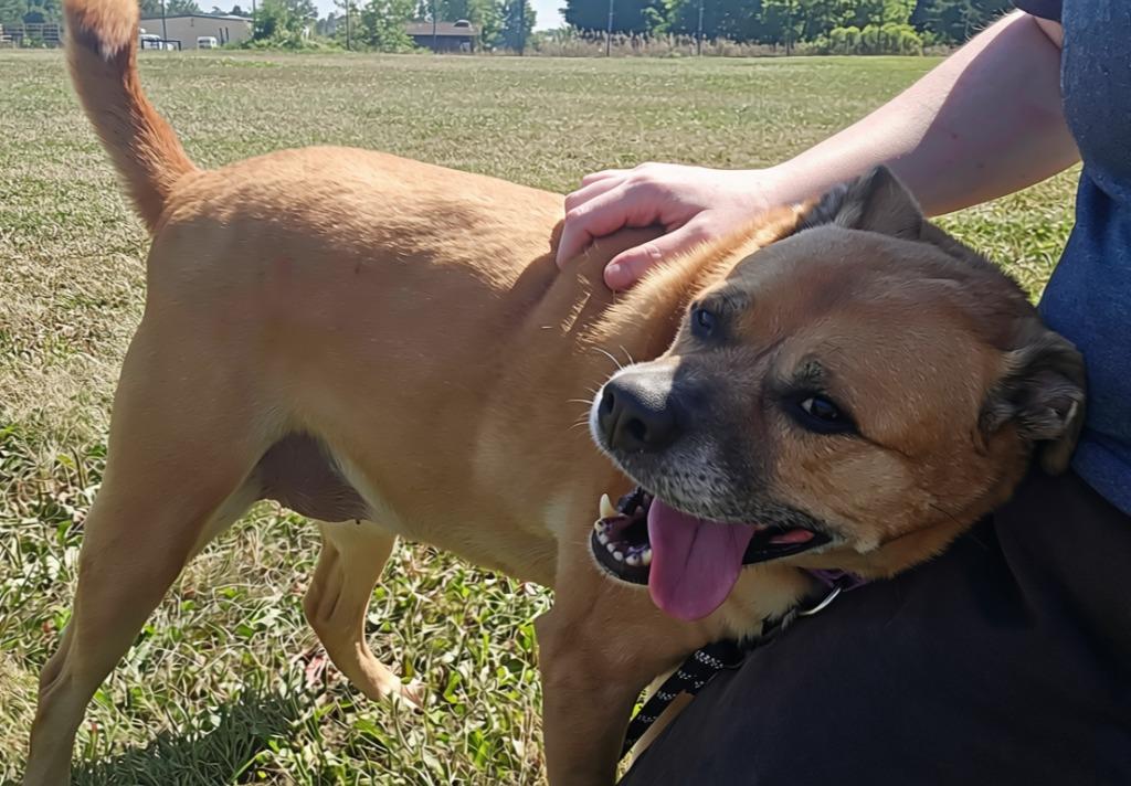 Karma, Adopted, Adult Female Pug & Mixed Breed.