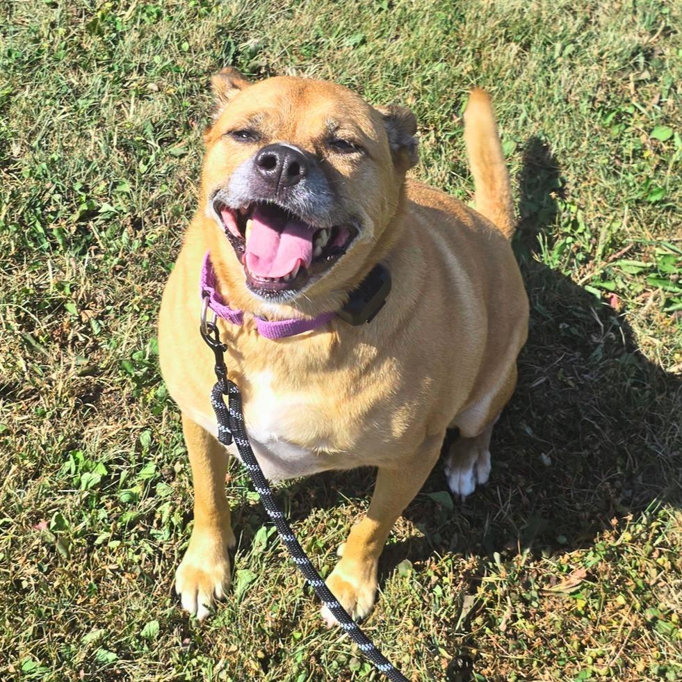 Enlarge Karma, a Adopted mixed breed in Barron, WI image 2/4