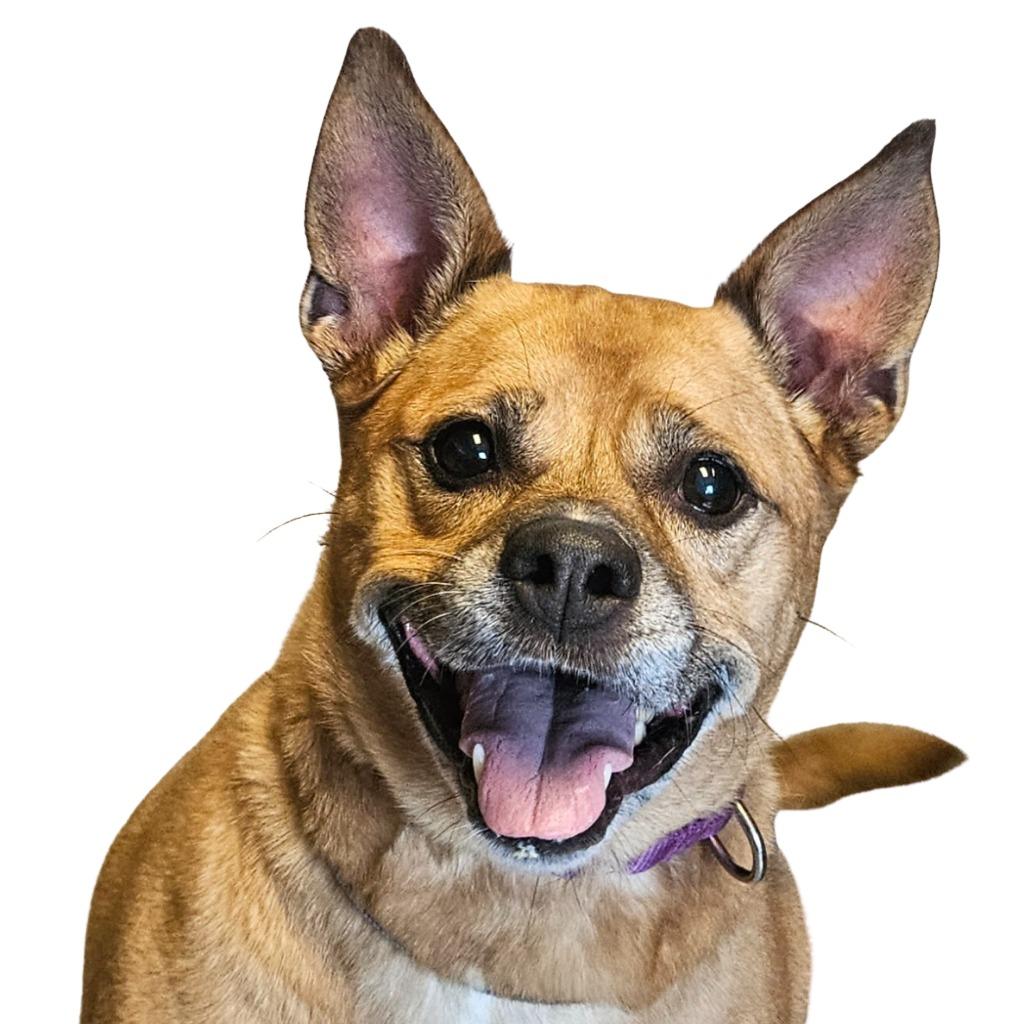 Enlarge Karma, a Adopted mixed breed in Barron, WI image 3/4