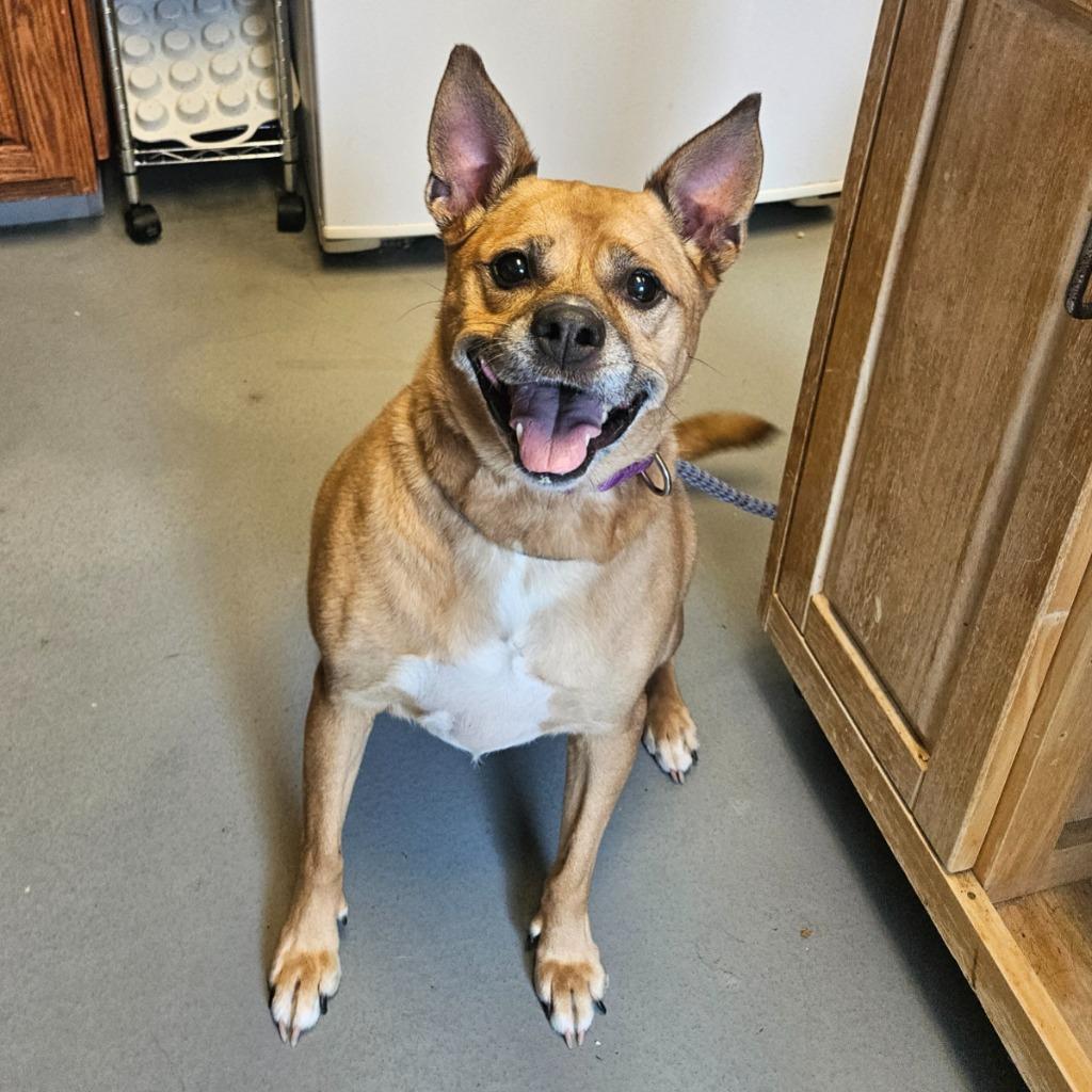 Enlarge Karma, a Adopted mixed breed in Barron, WI image 4/4
