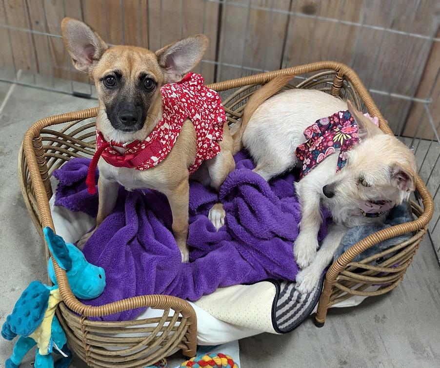 Lollipuppy, Adoptable, Puppy Female Belgian Shepherd / Malinois & Chihuahua.