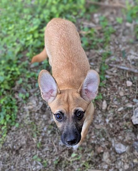 Lollipuppy, a Adoptable mixed breed in Mission, TX image 2/6