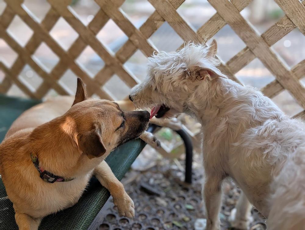 Lollipuppy, a Adoptable mixed breed in Mission, TX image 3/6