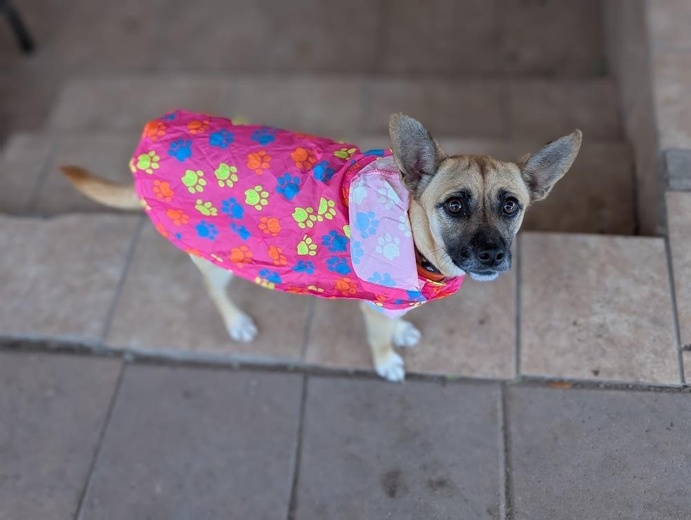 Lollipuppy, Adoptable, Puppy Female Belgian Shepherd / Malinois & Chihuahua.