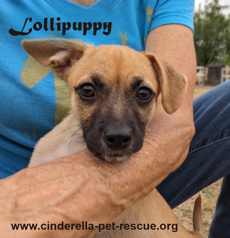 Lollipuppy, a Adoptable mixed breed in Mission, TX image 5/6