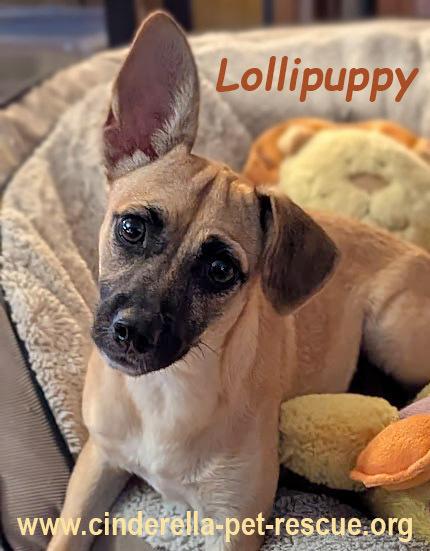 Lollipuppy, a Adoptable mixed breed in Mission, TX image 6/6