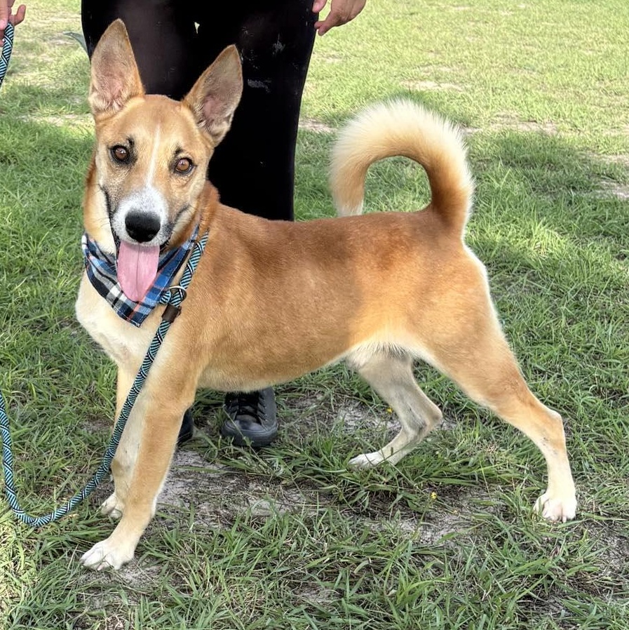 Flako — thumbnail 6