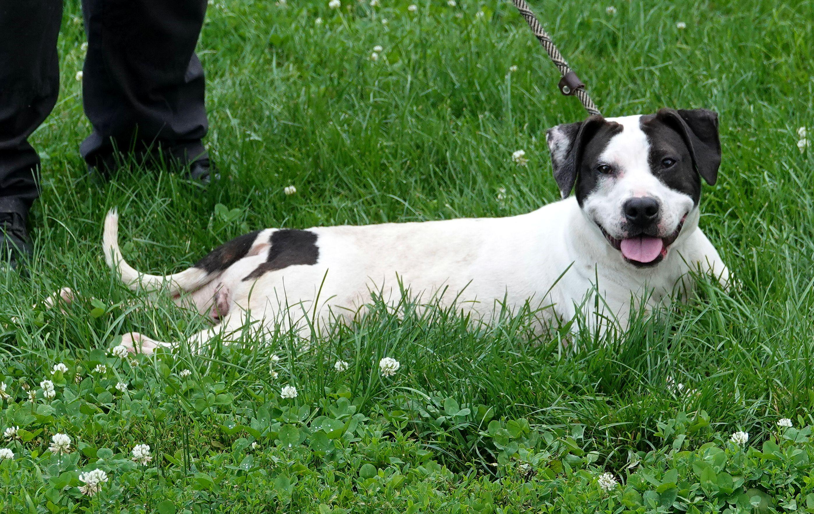 Lilly, a ADOPTABLE mixed breed in Millfield, OH image 2/4