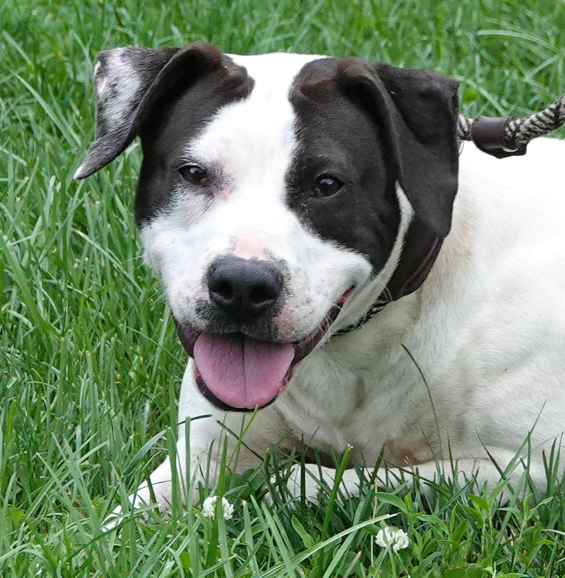 Lilly, ADOPTABLE, Adult Female Terrier & Pointer.
