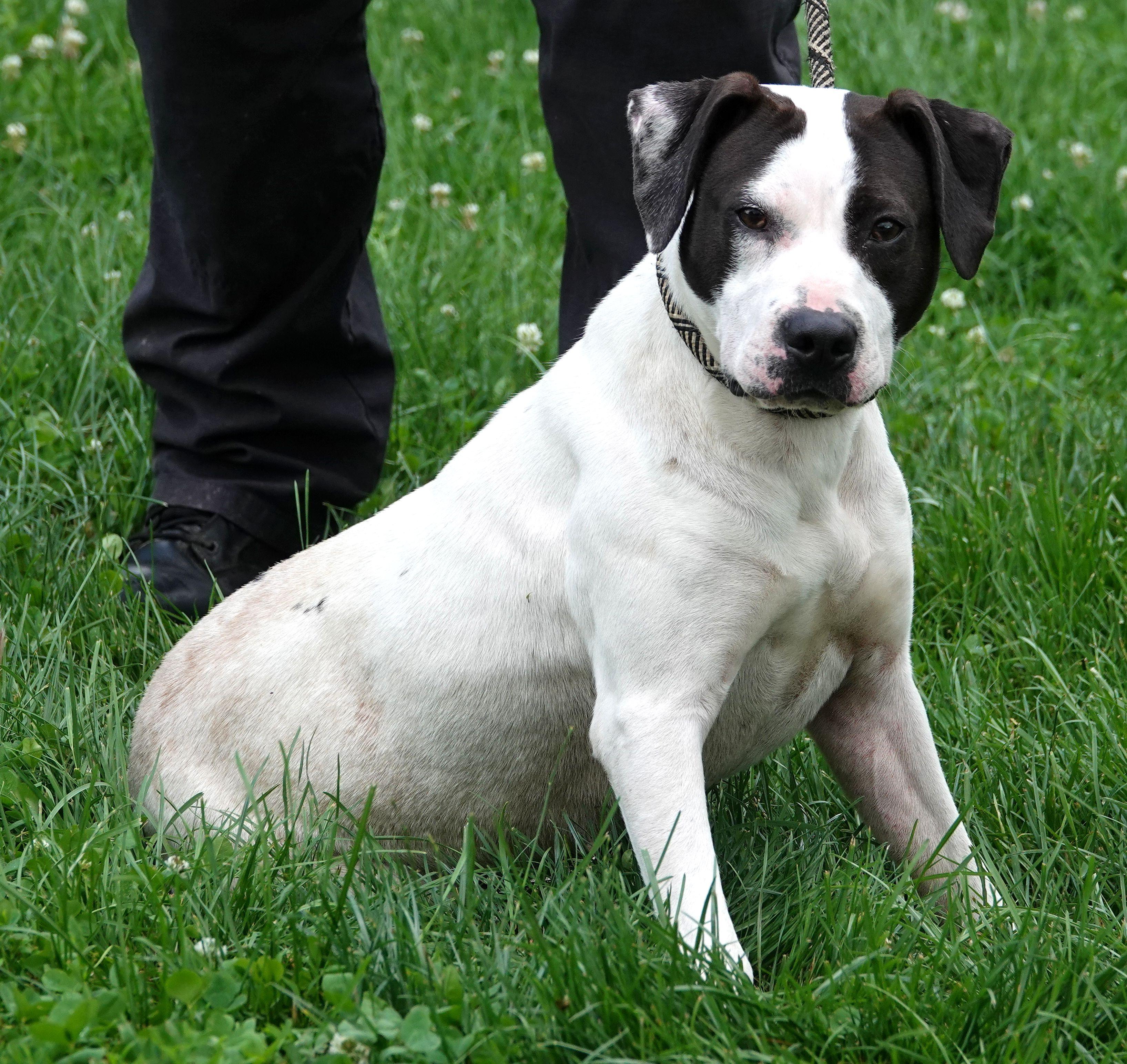 Lilly, a ADOPTABLE mixed breed in Millfield, OH image 3/4