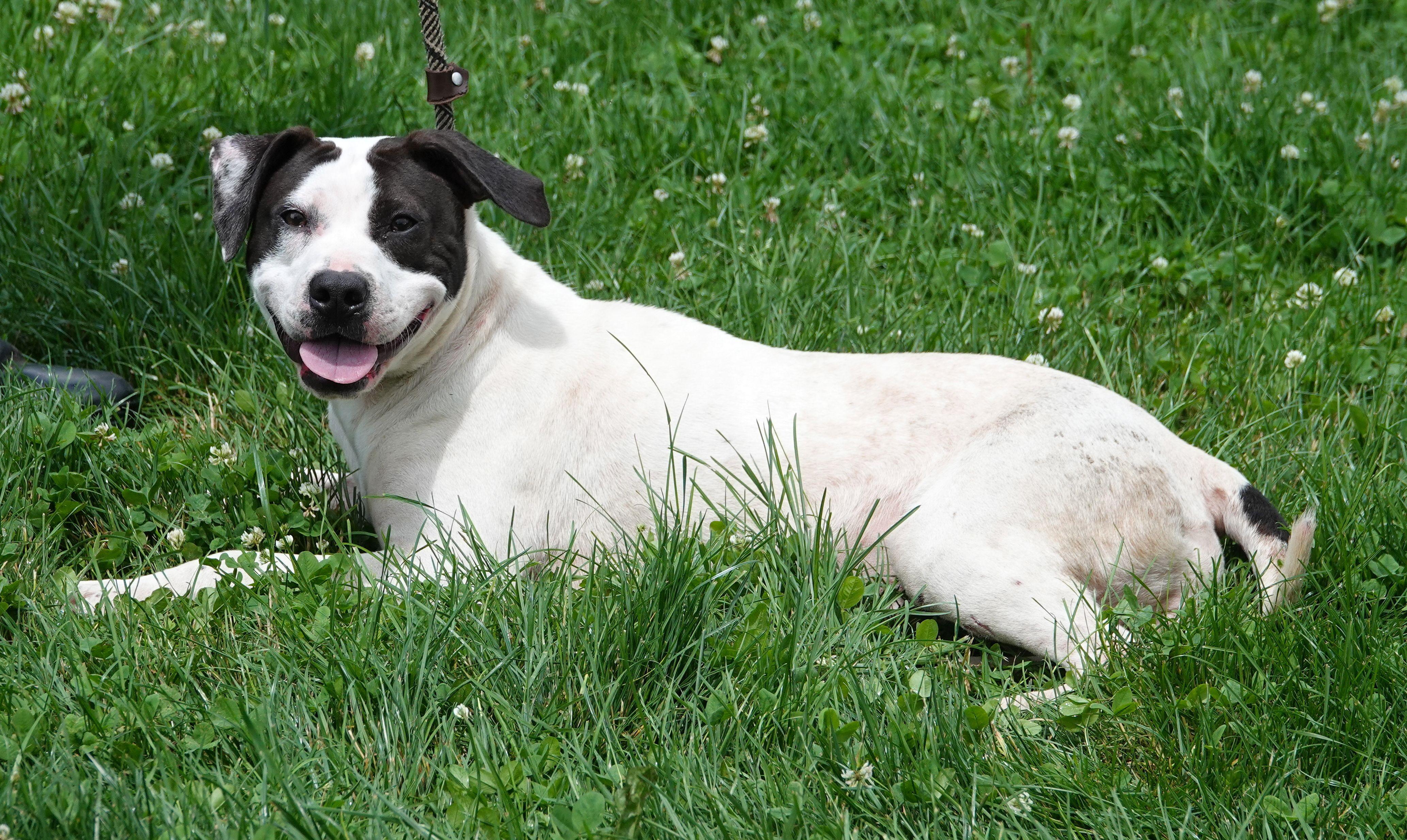 Lilly, a ADOPTABLE mixed breed in Millfield, OH image 4/4