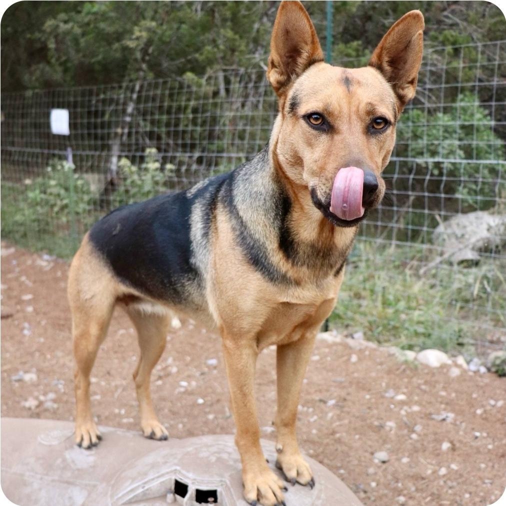 Enlarge Delilah, a Adoptable mixed breed in Paramus, NJ image 2/6