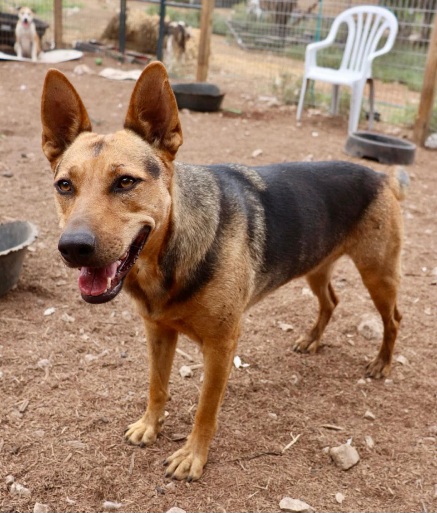 Enlarge Delilah, a Adoptable mixed breed in Paramus, NJ image 4/6