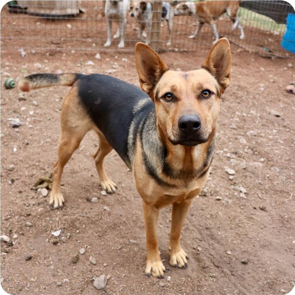 Enlarge Delilah, a Adoptable mixed breed in Paramus, NJ image 5/6