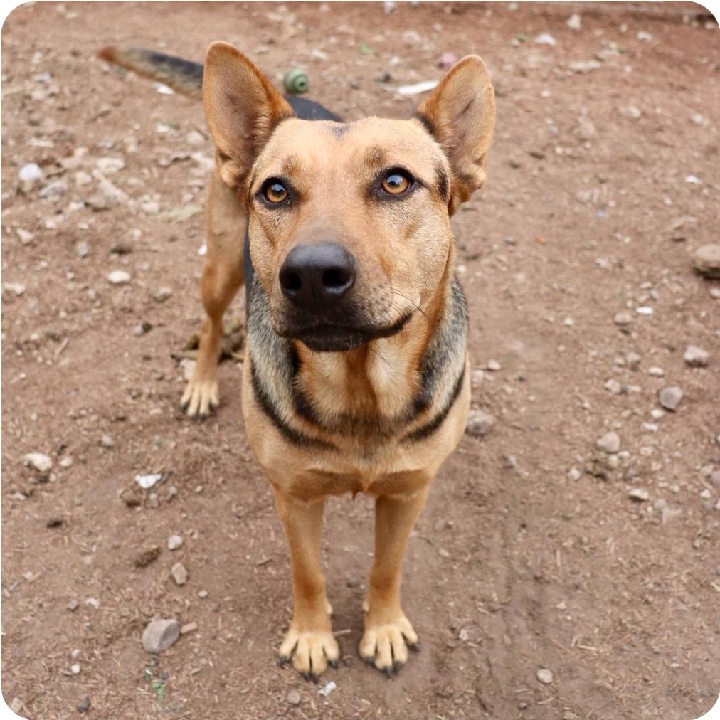 Delilah, Adoptable, Young Female Shepherd.