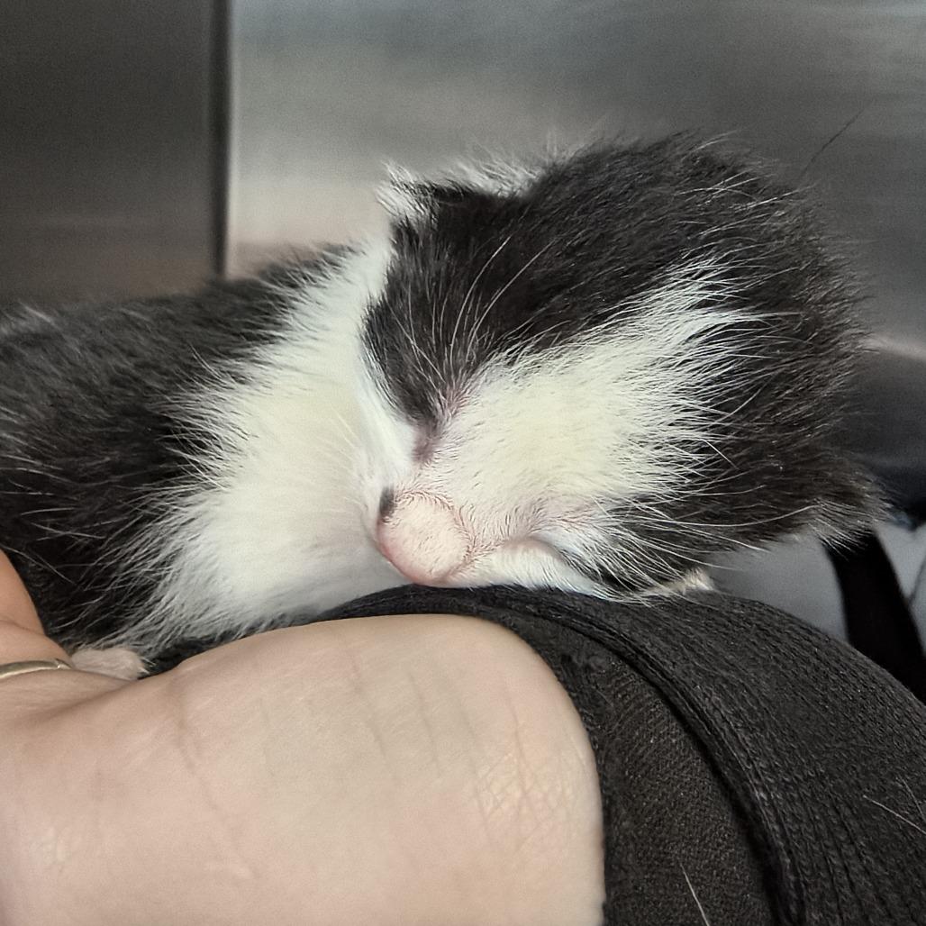 Dior - Smudge, Adoptable, Kitten Female Domestic Short Hair.