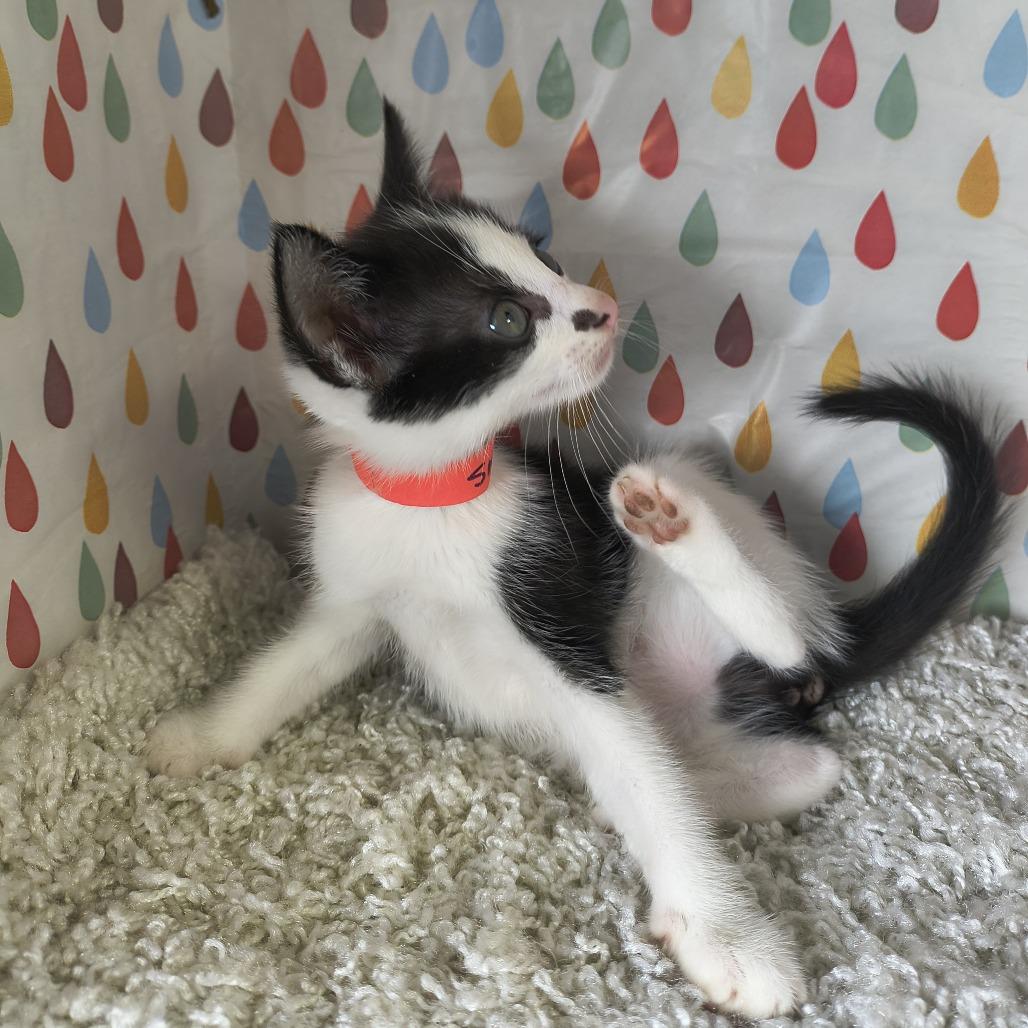 Enlarge Dior - Smudge, a Adoptable Domestic Short Hair in Othello, WA image 2/4