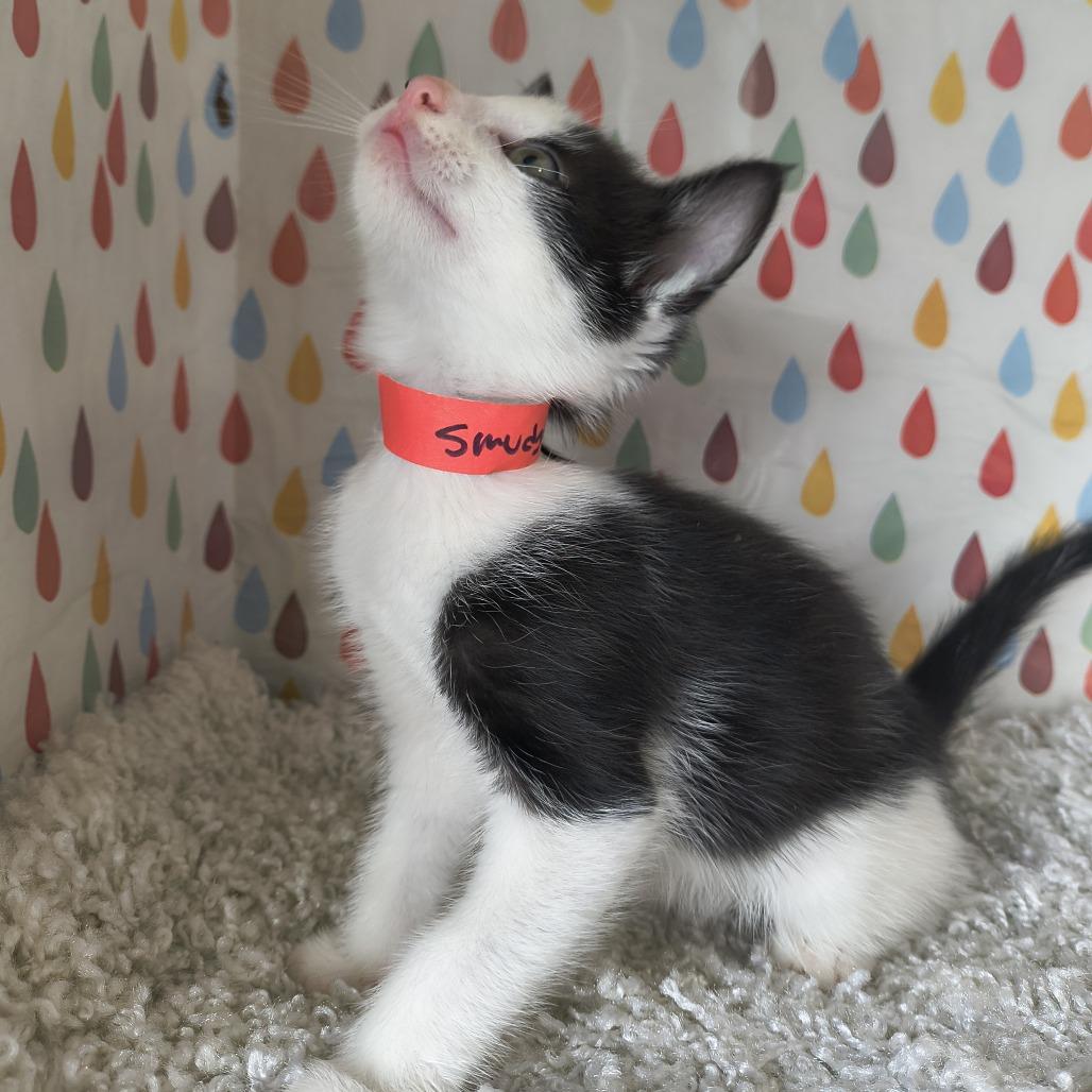 Enlarge Dior - Smudge, a Adoptable Domestic Short Hair in Othello, WA image 3/4