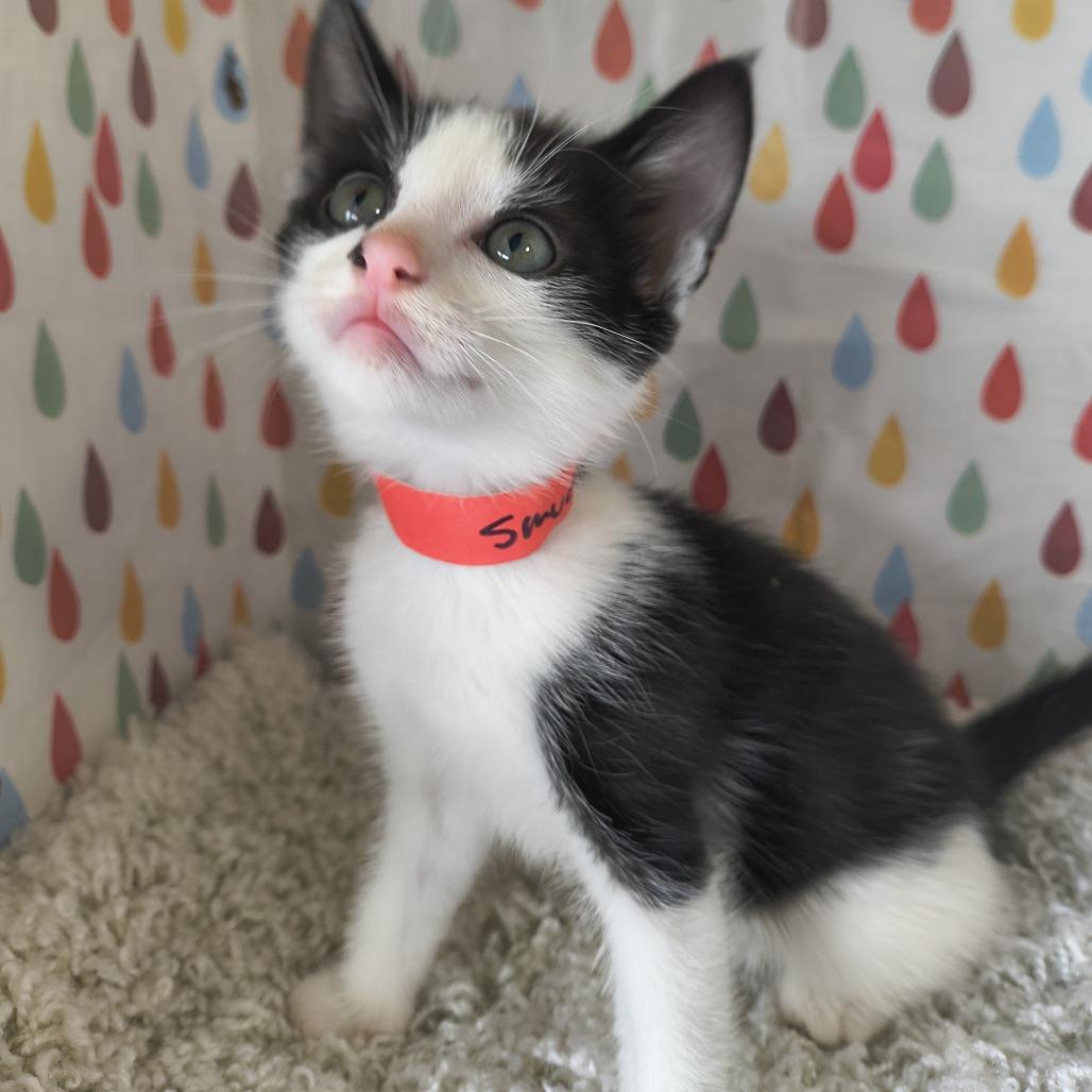Enlarge Dior - Smudge, a Adoptable Domestic Short Hair in Othello, WA image 4/4