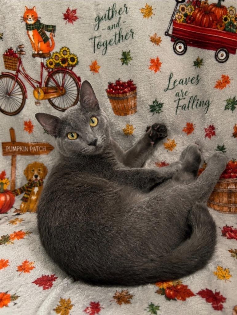 Fletch, Adoptable, Kitten Male Domestic Short Hair.