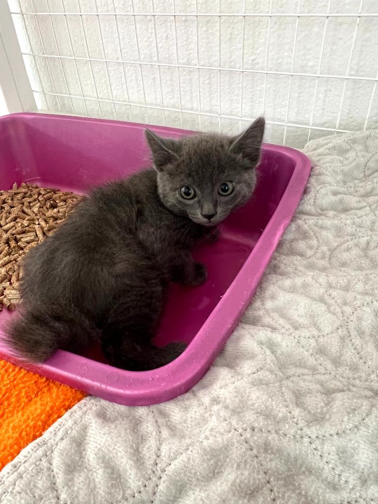 Fletch, Adoptable, Kitten Male Domestic Short Hair.