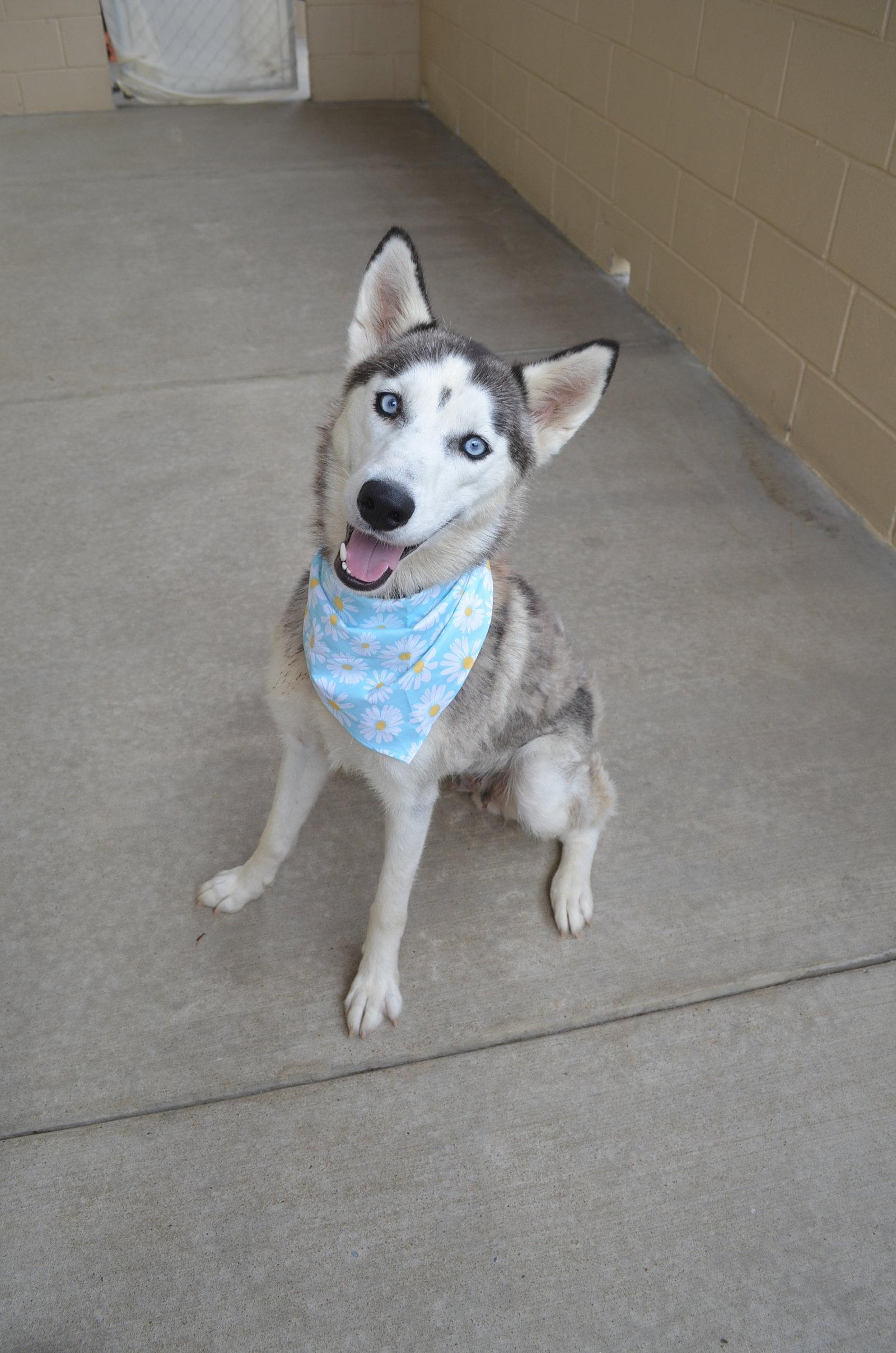 Summer, Adoptable, Young Female Husky.