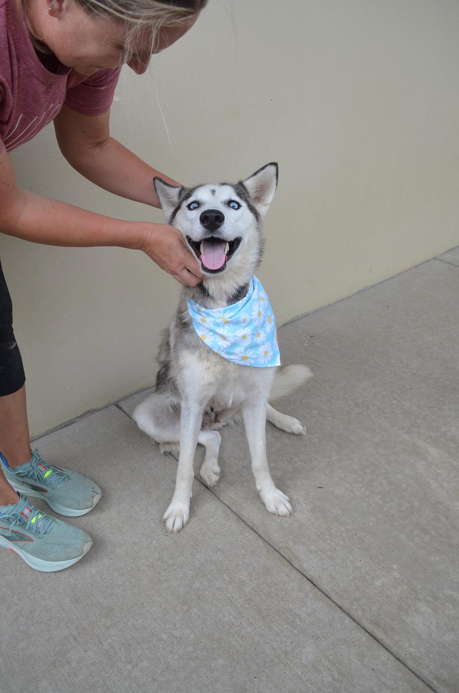 Enlarge Summer, a Adoptable Husky in McKinney, TX image 2/3