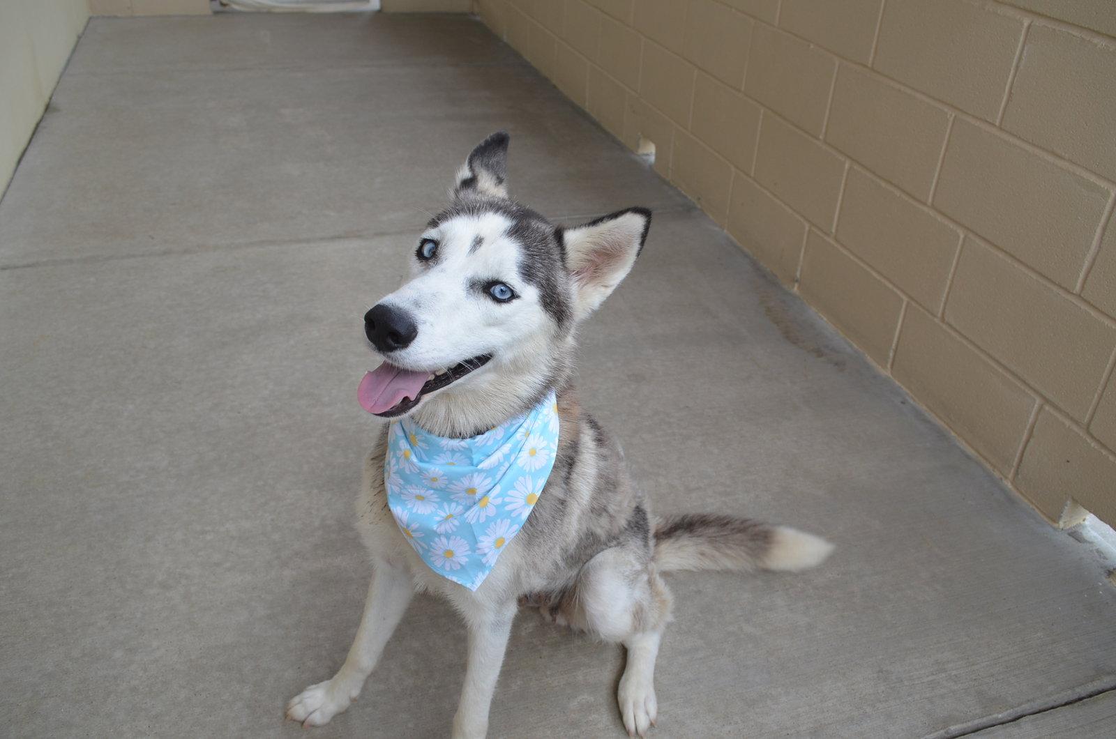 Enlarge Summer, a Adoptable Husky in McKinney, TX image 3/3