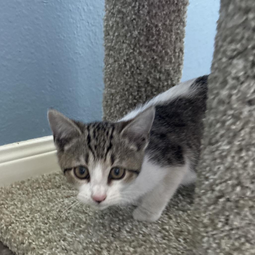 Enlarge Prato, a Adoptable American Shorthair in Missouri City, TX image 1/2