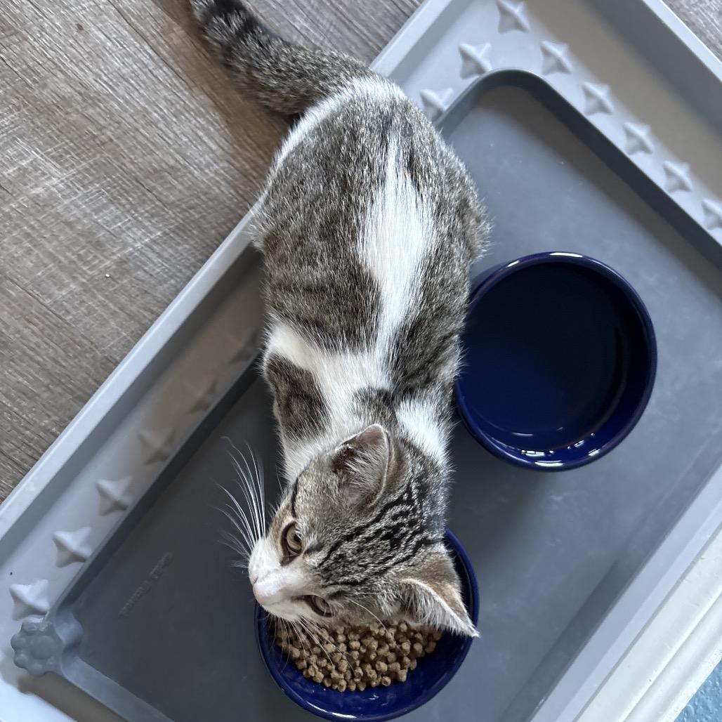 Enlarge Prato, a Adoptable American Shorthair in Missouri City, TX image 2/2