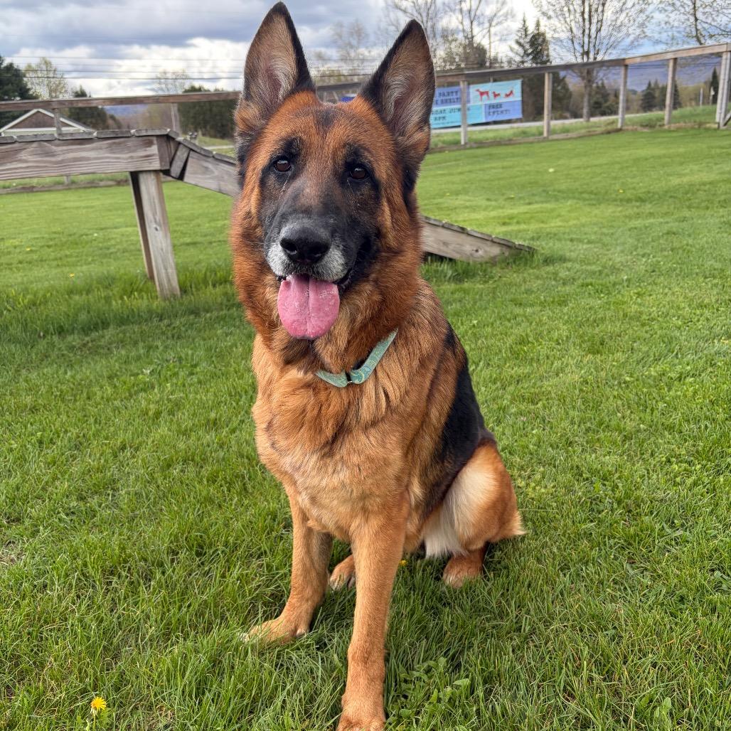 Lily, Adoptable, Adult Female German Shepherd Dog.
