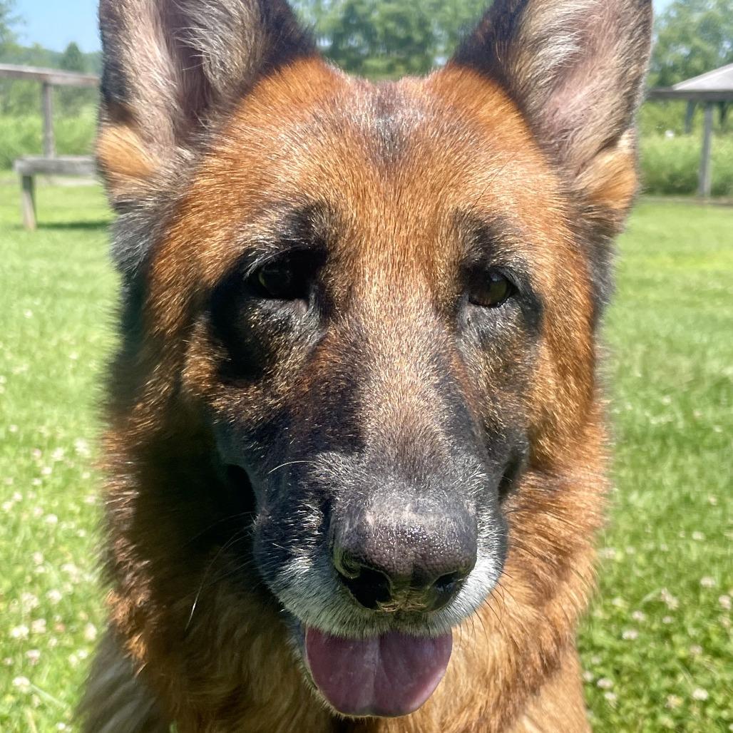 Lily, a Adoptable German Shepherd Dog in Morrisville, VT image 2/6