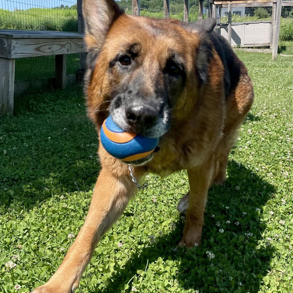 Lily, a Adoptable German Shepherd Dog in Morrisville, VT image 3/6