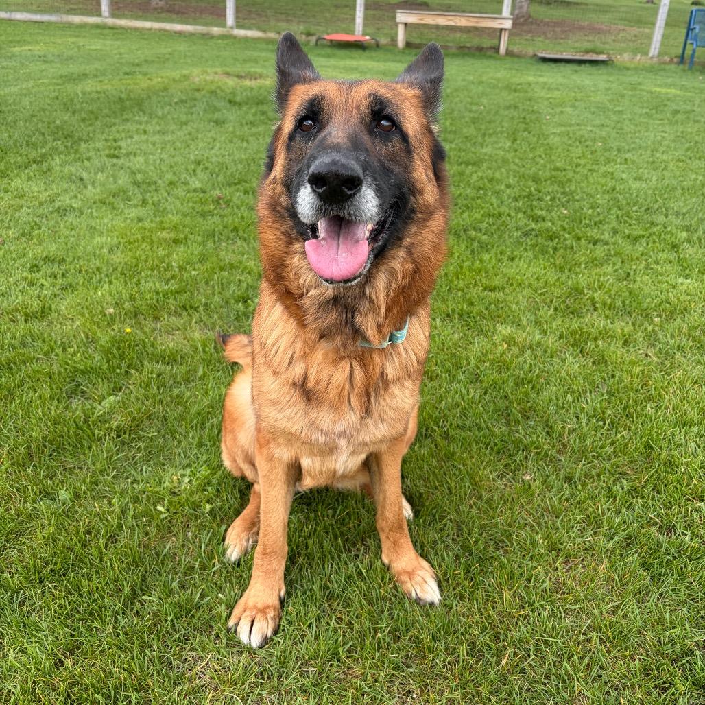 Lily, a Adoptable German Shepherd Dog in Morrisville, VT image 4/6