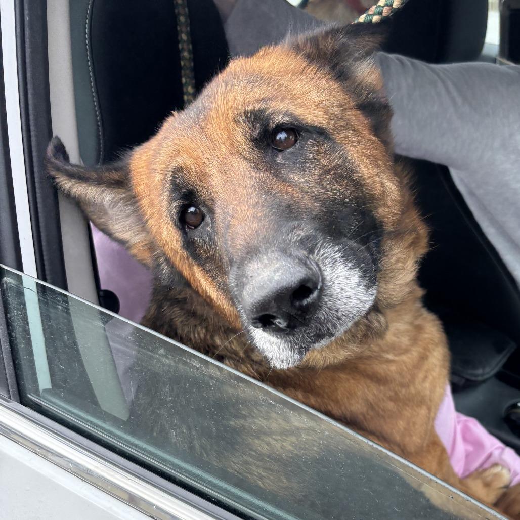Lily, a Adoptable German Shepherd Dog in Morrisville, VT image 5/6