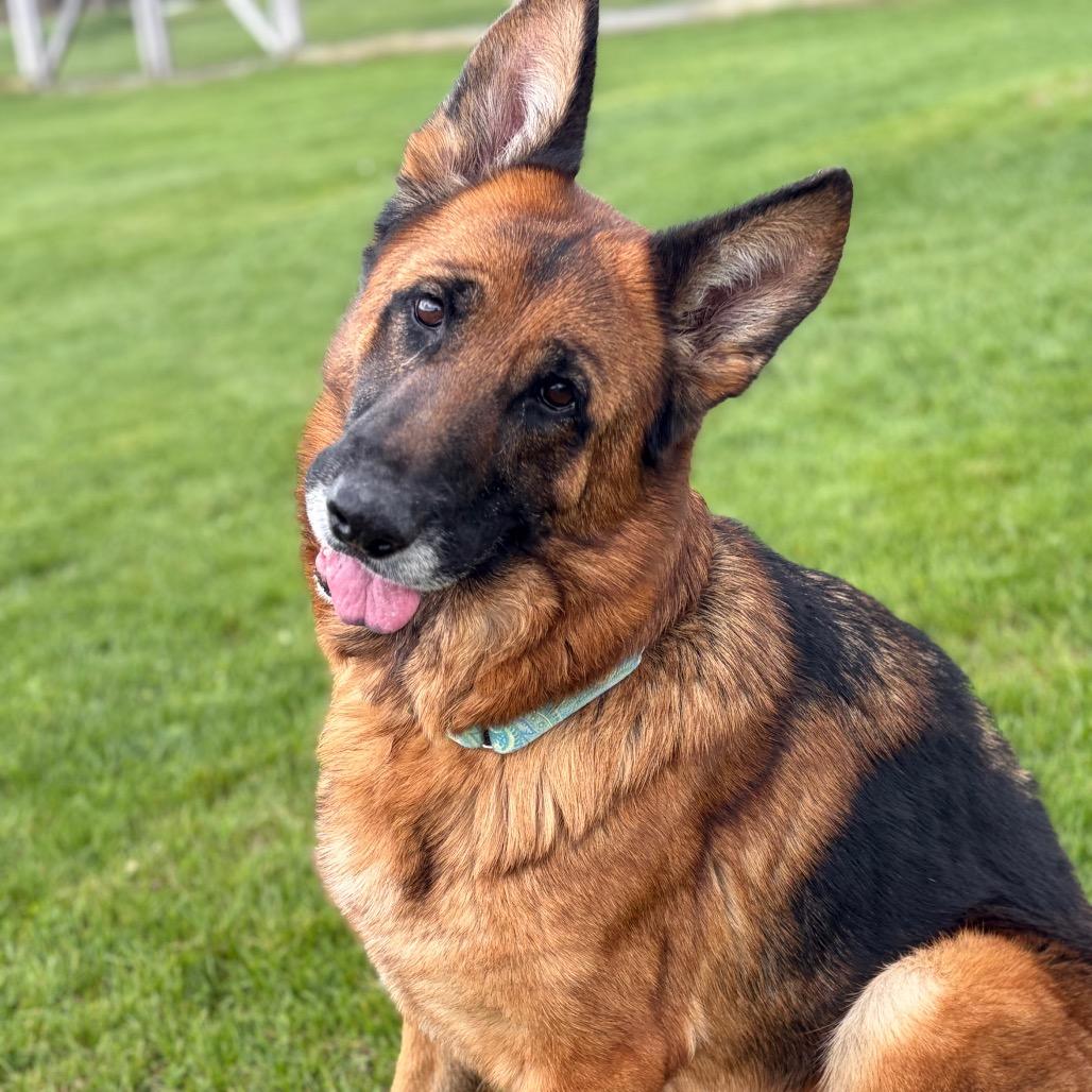 Lily, a Adoptable German Shepherd Dog in Morrisville, VT image 6/6