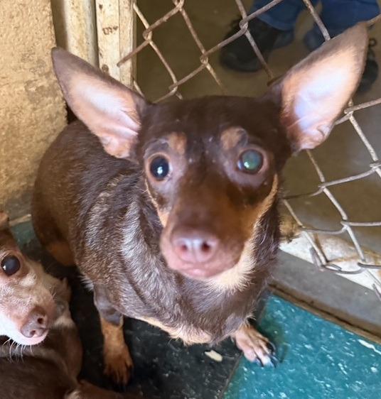 Enlarge Faith, a Adoptable Chihuahua in Thompson Falls, MT image 1/1
